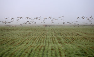Castilla y León celebra hoy el Día Mundial de las Aves Migratorias