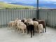 Trescasas dispone de un rebaño de ovejas municipal