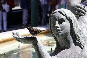 Disminuye la presencia de aves en Castilla y León