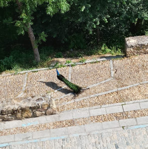 Un pavo real se pasea por Segovia