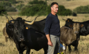 Los ganaderos del sur de Castilla y León advierten de un aumento de los ataques de meloncillo