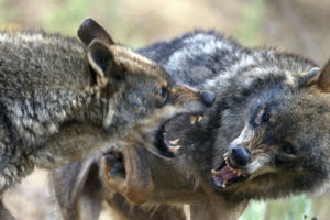 El Gobierno quiere que suba «significativamente» la población del lobo en 2030