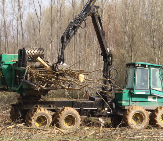 Escasez de madera de chopo en Castilla y León