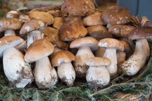 Incautados 110 kilos de boletus