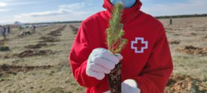 Cruz Roja Segovia planta más de 2.500 árboles en Fompedraza