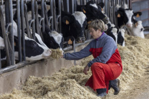 Pérdidas de más de 5.000 euros al mes en las granjas de vacuno de leche