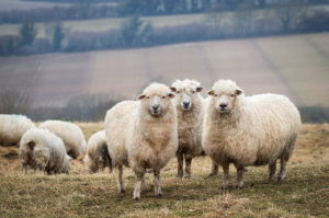 El futuro del sector ovino está en riesgo