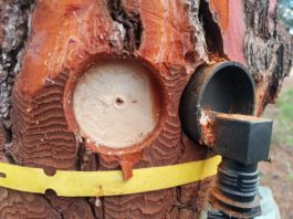 El posible futuro de la resina como alternativa al petróleo