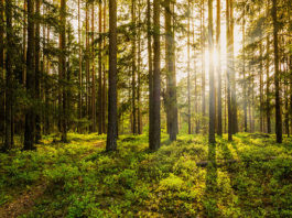 Bosques Castilla y León