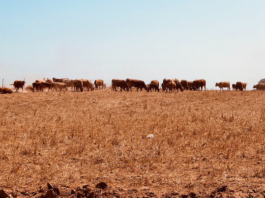 El campo se ahoga entre la sequía y la guerra