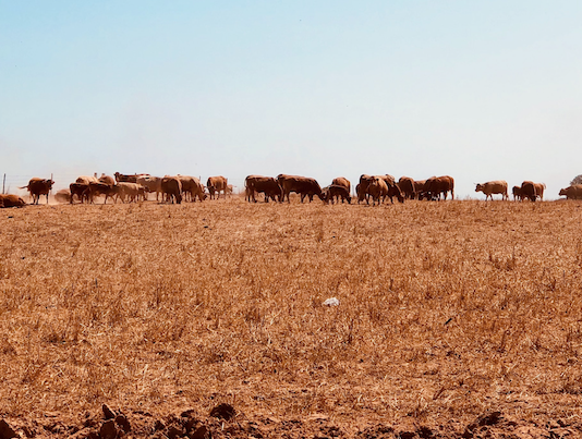 El campo se ahoga entre la sequía y la guerra