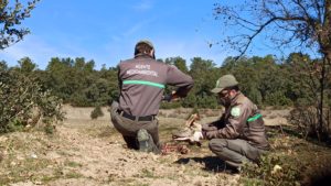 Denuncian a un coto por caza no autorizada de seis corzos en Segovia