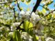 Tres rutas para disfrutar de Segovia vestida de blanco entre almendros