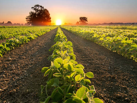 Campo de cultivo