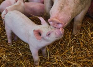 «Innoporc» presenta las claves del éxito de las Granjas Porcinas