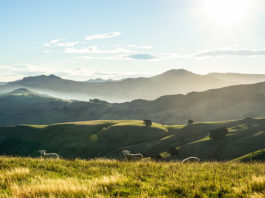 El sector ovino es el ‘pilar fundamental’ de la economía de Castilla y León