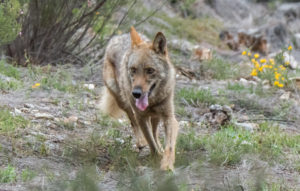 Un estudio del CSIC determina que la población del lobo es “desfavorable»