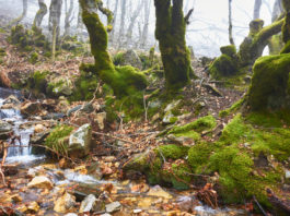 Planes de otoño en Segovia