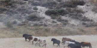 Un toro anda suelto por Valsaín