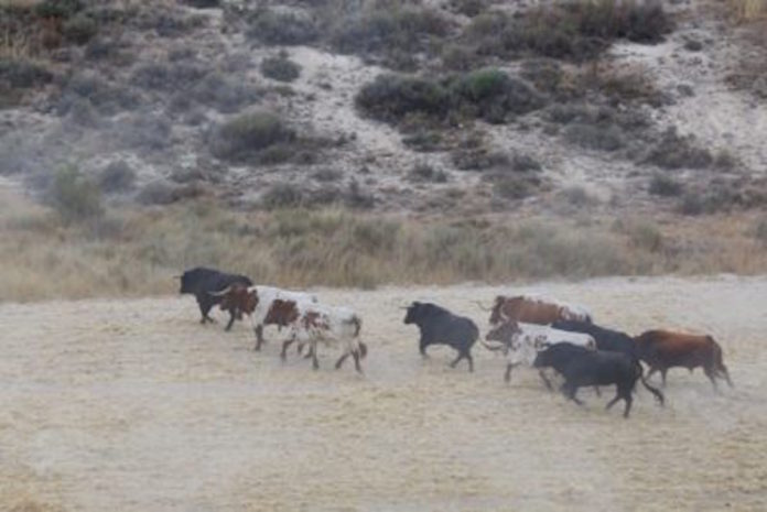 Un toro anda suelto por Valsaín