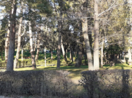 Plantación colectiva de árboles en Segovia