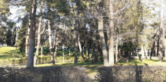 Plantación colectiva de árboles en Segovia