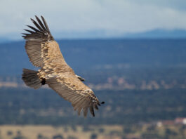 Refugio de Rapaces de Félix Rodríguez de la Fuente
