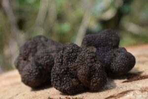 Una jornada gastronómica promueve la trufa negra