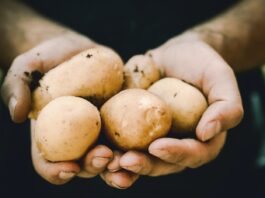Organizaciones agrarias denuncian que LIDL y DIA venden patata extranjera como española. UPA y COAG afirman que venden patata extranjera