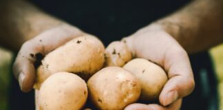 Organizaciones agrarias denuncian que LIDL y DIA venden patata extranjera como española. UPA y COAG afirman que venden patata extranjera