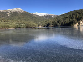 Los árboles más alto de Castilla y León están en un pueblo de Segovia