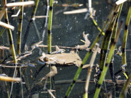 Sapos y ranas en Segovia por la noche