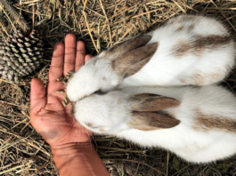 Cinco casas rurales en Segovia, ideales con niños en Semana Santa casas rurales en Segovia