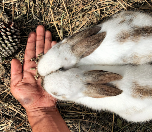 Cinco casas rurales en Segovia, ideales con niños en Semana Santa casas rurales en Segovia