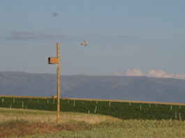 Controlar los topillos en Segovia Controlar los topillos en Segovia