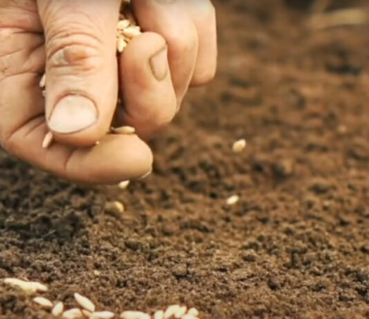 'Secanos Vivos' en Segovia