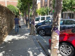 Vandalismo sobre los árboles Vandalismo sobre los árboles