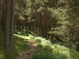 bosque de leyenda en Segovia