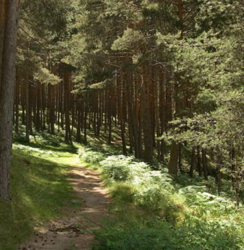 bosque de leyenda en Segovia