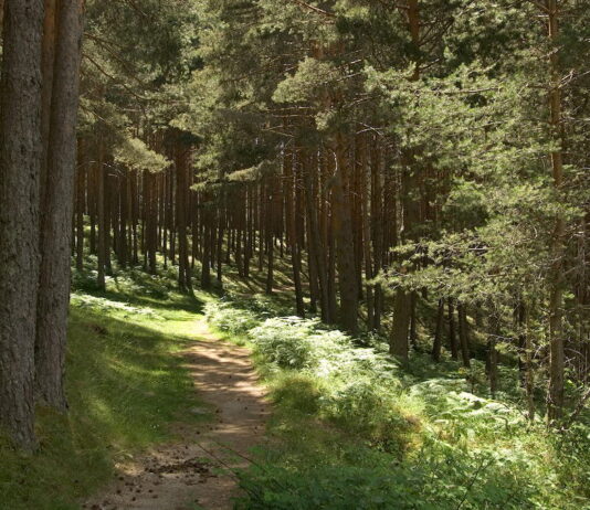 bosque de leyenda en Segovia