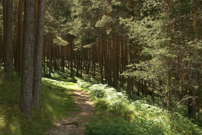 bosque de leyenda en Segovia