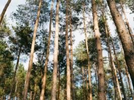 Convocadas ayudas para reforestar por siete millones de euros ayudas para reforestar por siete millones