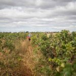 Casi 4,3 millones para mejorar explotaciones agrícolas en un pueblo de Segovia Fiesta de la Vendimia