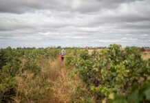 Fiesta de la Vendimia