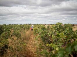 Casi 4,3 millones para mejorar explotaciones agrícolas en un pueblo de Segovia Fiesta de la Vendimia