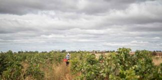 Fiesta de la Vendimia