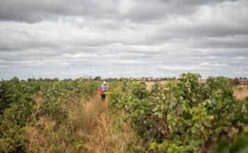 Fiesta de la Vendimia