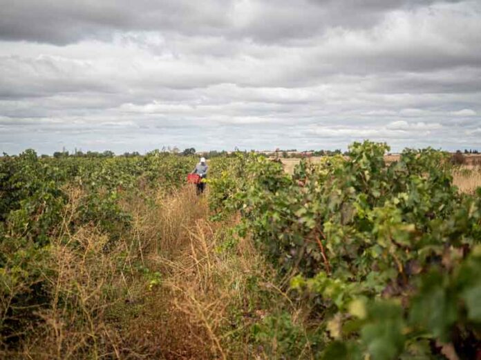 Fiesta de la Vendimia NP_vendimia-en-Valtiendas_Luana-Fischer Fiesta de la Vendimia