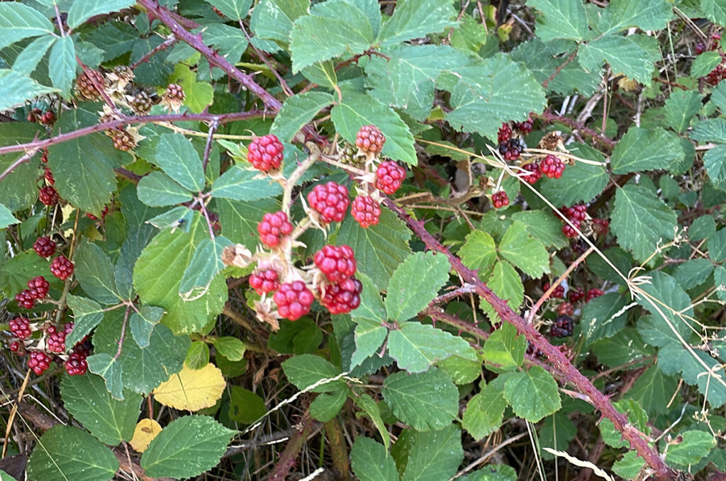 Tiempo de moras en Segovia