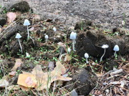 Primeras setas en Segovia